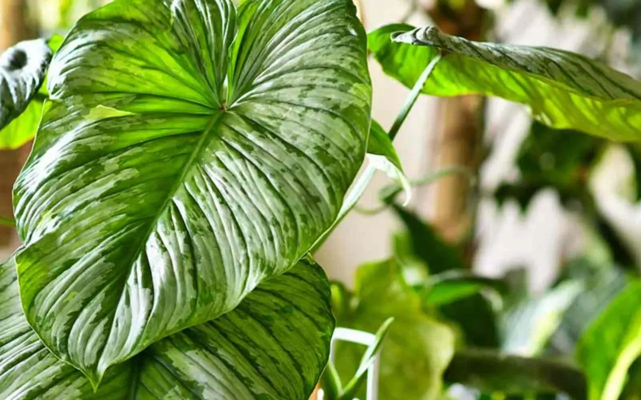 Puoi coltivare in casa la pianta dalle foglie più grandi del mondo: ecco quale è e come fare