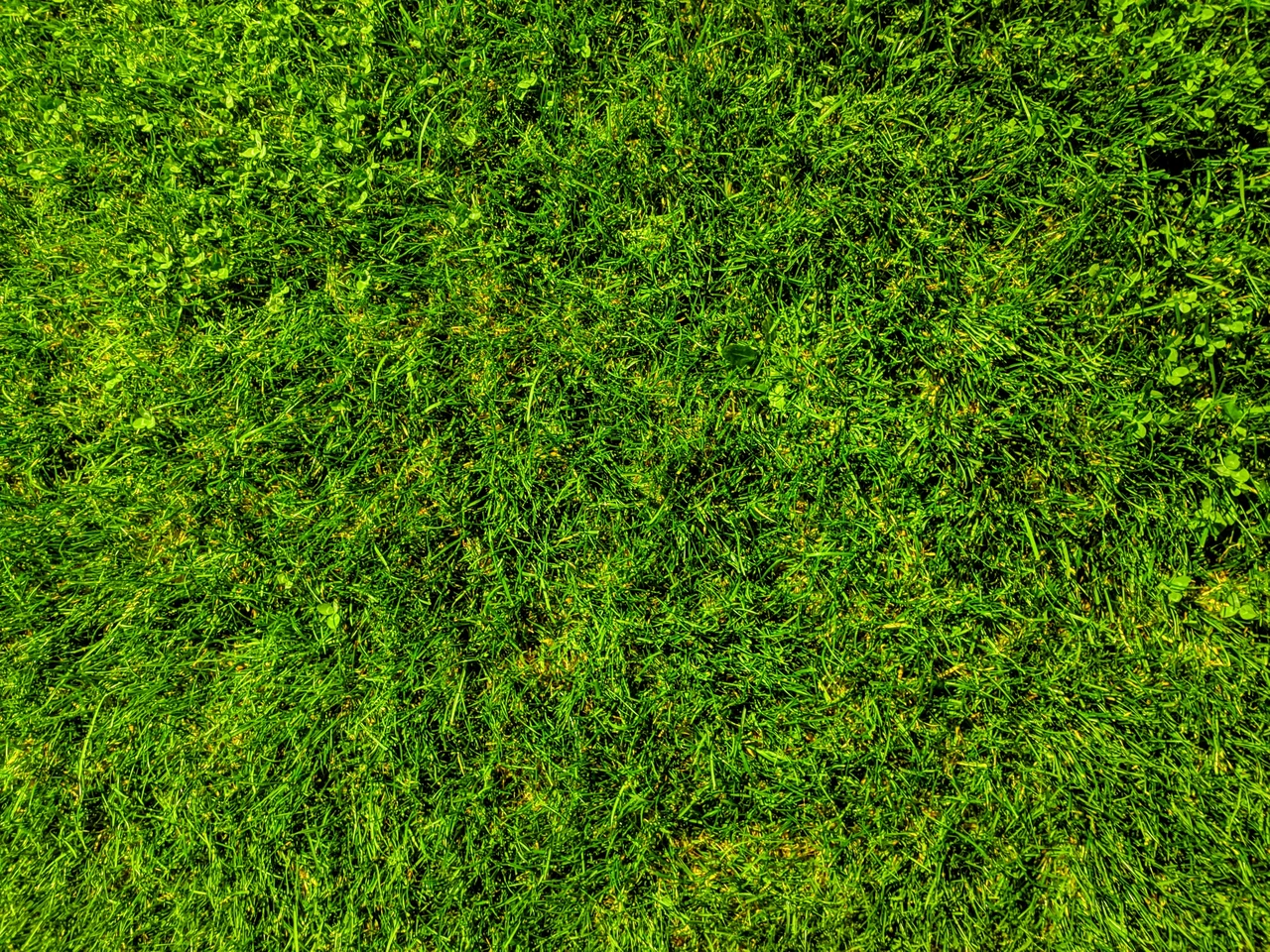 Non usare il prodotto antimuschio in questo periodo: rovineresti il prato