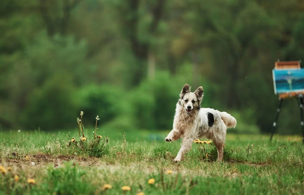 Attenzione a questi suoni: ecco le frequenze che fanno impazzire il tuo cane