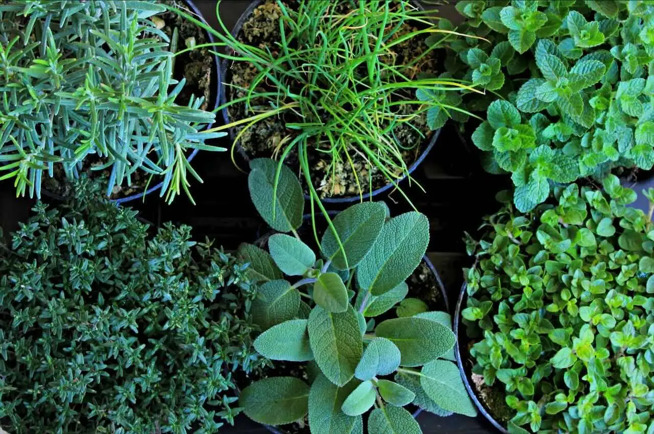 Pianta subito questa erba aromatica comune: è il repellente naturale contro le zanzare