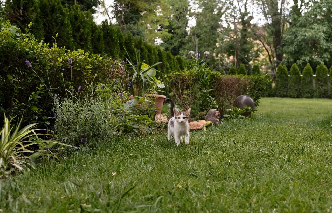 Allarme giardini: se le tue piante avvizziscono è colpa di questo fungo killer diffuso nel terreno