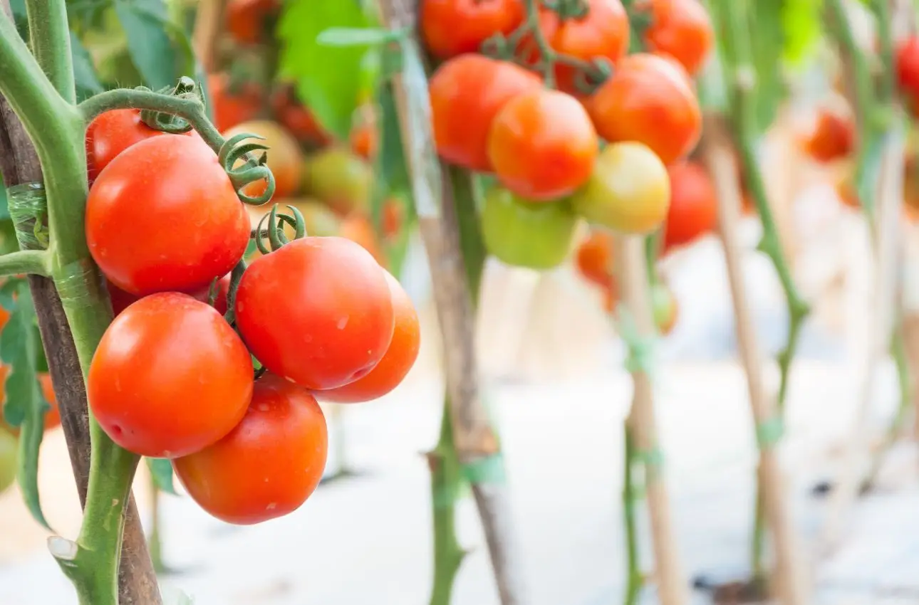 Non piantare i pomodori da soli: ecco le piante che li proteggono da parassiti e malattie