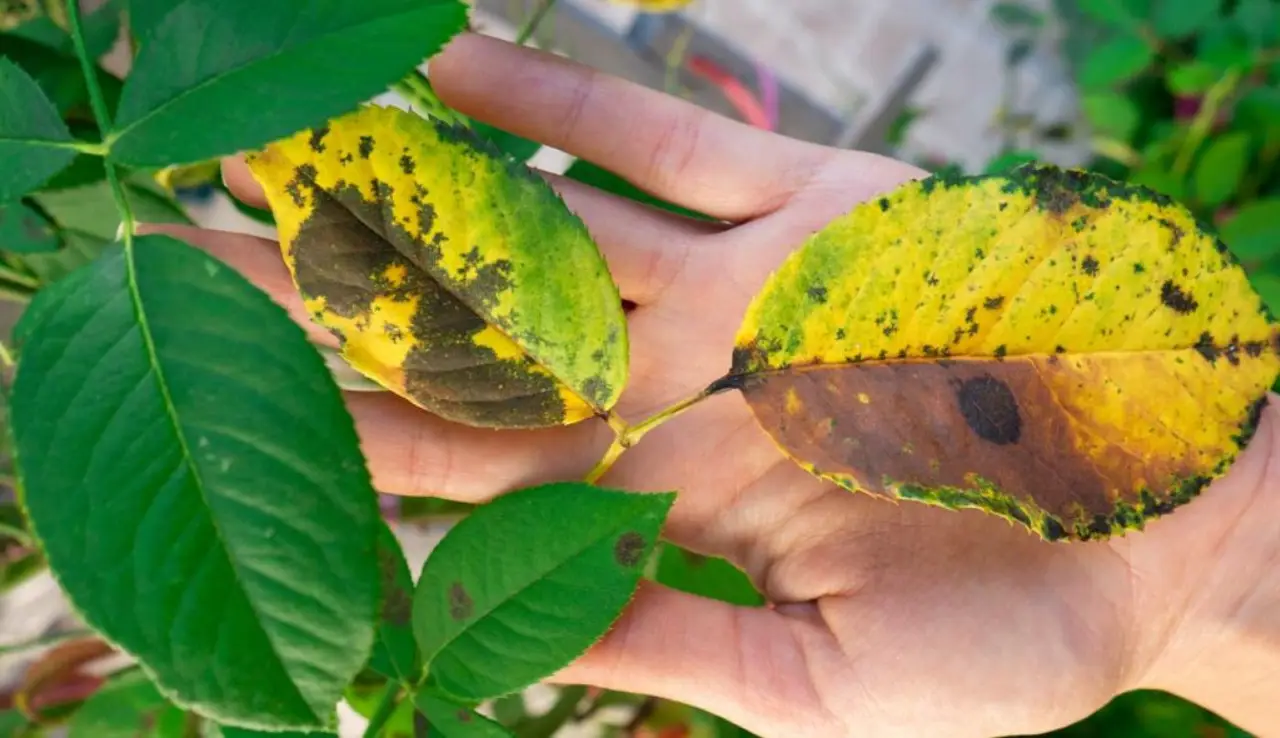 Stai ingiallendo le foglie delle piante con troppo ferro: ecco ogni quanto darlo davvero