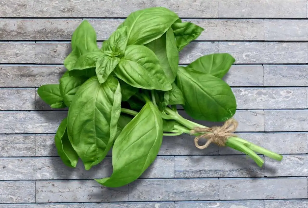Non coprire il basilico in questo modo in inverno: ecco l’errore che lo uccide
