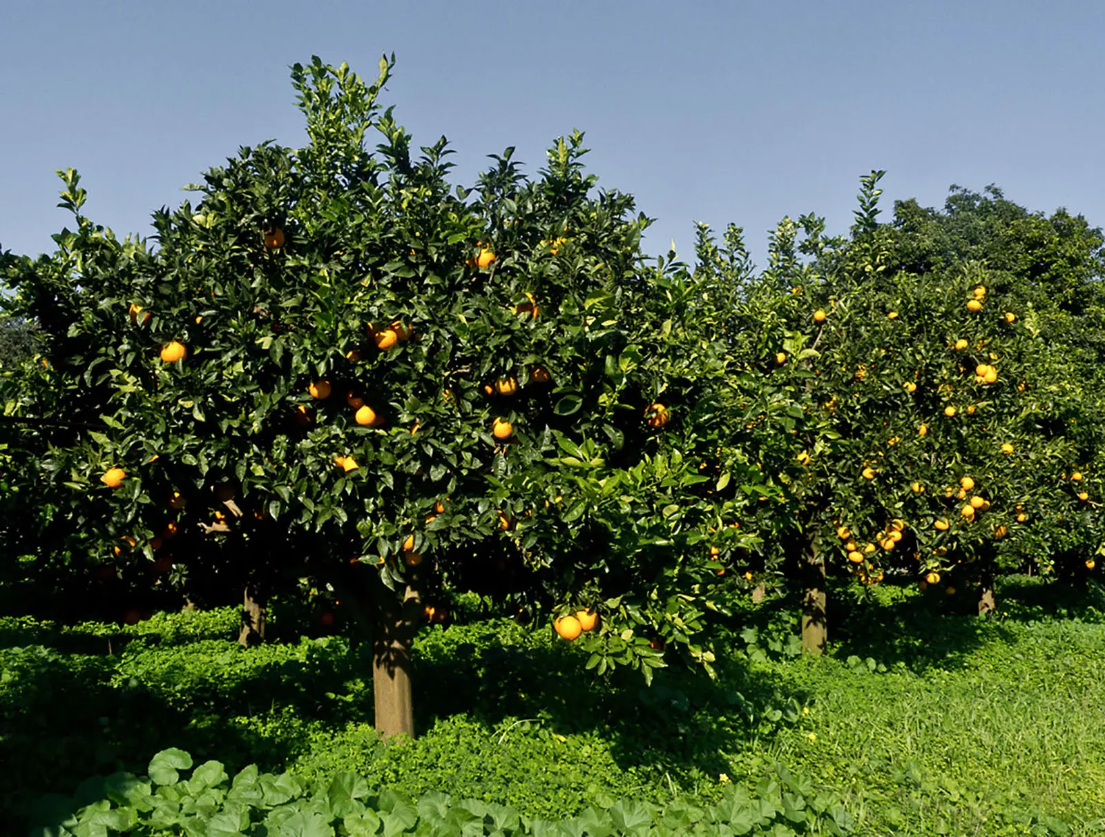 Se vivi in una zona calda pianta questi alberi da frutto: resistono anche al sole cocente