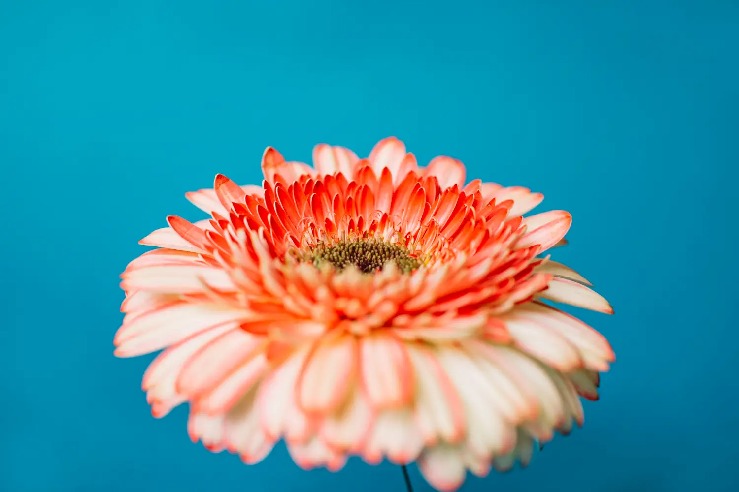 Non solo raro ma anche incredibile: ecco il fiore più unico del pianeta